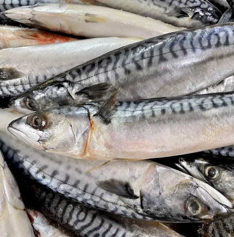 whole-mackerel